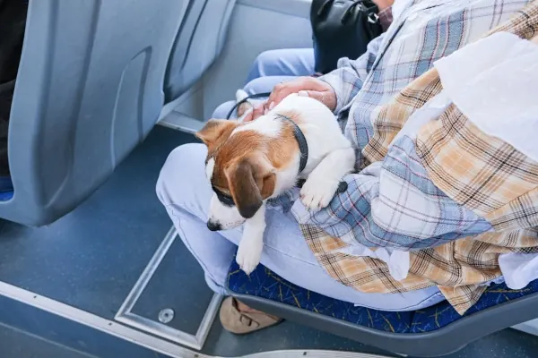 Frau mit Hund auf Schoß