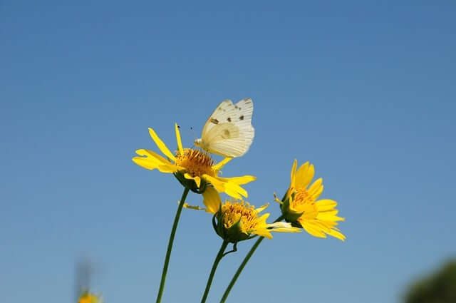 butterfly